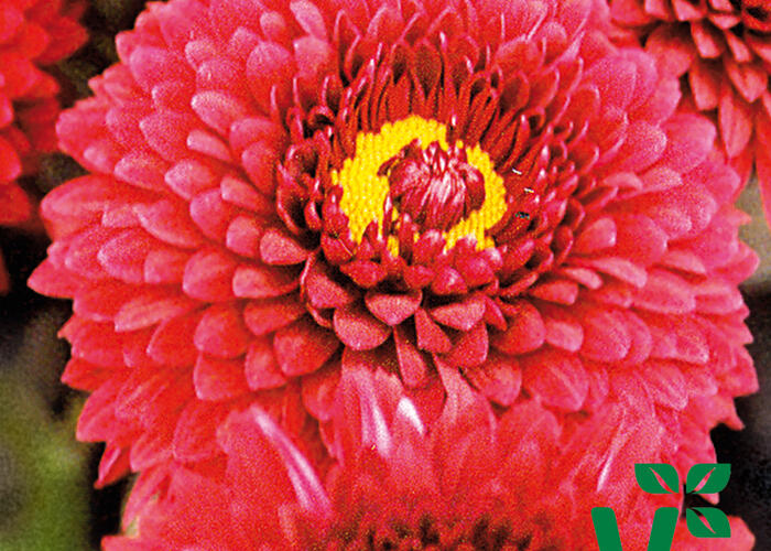 Listopadka indická 'Smokey Purple' - Dendranthema indicum 'Smokey Purple'