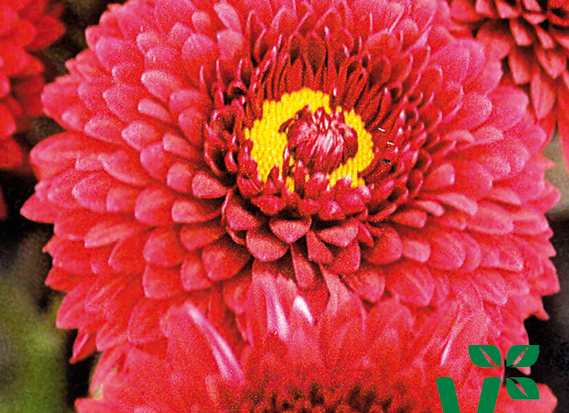 Listopadka indická 'Smokey Purple' - Dendranthema indicum 'Smokey Purple'