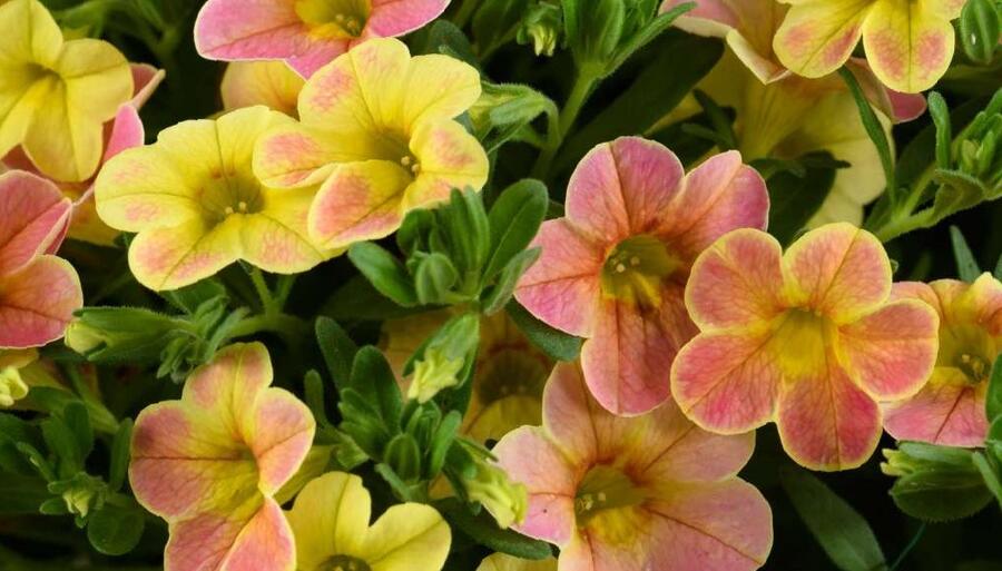 Minipetúnie, Million Bells 'Ombre Yellow' - Calibrachoa hybrida 'Ombre Yellow'