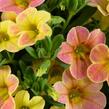 Minipetúnie, Million Bells 'Ombre Yellow' - Calibrachoa hybrida 'Ombre Yellow'