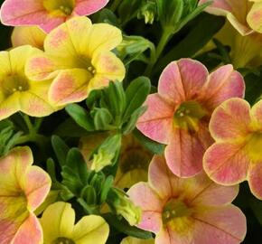 Minipetúnie, Million Bells 'Ombre Yellow' - Calibrachoa hybrida 'Ombre Yellow'