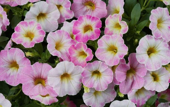 Minipetúnie, Million Bells 'Ombre Blush' - Calibrachoa hybrida 'Ombre Blush'