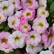 Minipetúnie, Million Bells 'Ombre Blush' - Calibrachoa hybrida 'Ombre Blush'