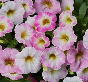 Minipetúnie, Million Bells 'Ombre Blush' - Calibrachoa hybrida 'Ombre Blush'