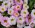Minipetúnie, Million Bells 'Ombre Blush'