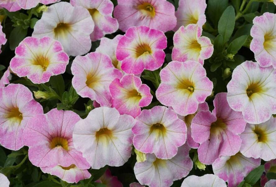 Minipetúnie, Million Bells 'Ombre Blush' - Calibrachoa hybrida 'Ombre Blush'