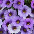 Minipetúnie, Million Bells 'Ombre Blue' - Calibrachoa hybrida 'Ombre Blue'