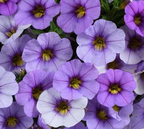 Minipetúnie, Million Bells 'Ombre Blue' - Calibrachoa hybrida 'Ombre Blue'