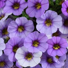 Minipetúnie, Million Bells 'Ombre Blue' - Calibrachoa hybrida 'Ombre Blue'