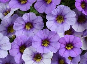 Minipetúnie, Million Bells 'Ombre Blue' - Calibrachoa hybrida 'Ombre Blue'