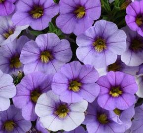 Minipetúnie, Million Bells 'Ombre Blue' - Calibrachoa hybrida 'Ombre Blue'