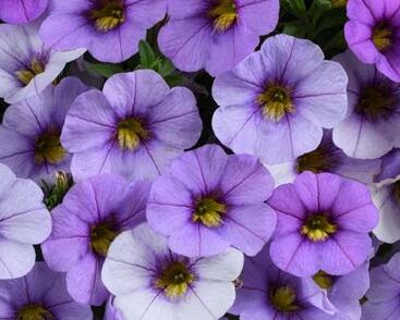 Minipetúnie, Million Bells 'Ombre Blue'