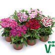Hvozdík vousatý 'Diabunda Mix' - Dianthus barbatus 'Diabunda Mix'