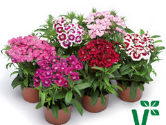 Hvozdík vousatý 'Diabunda Mix' - Dianthus barbatus 'Diabunda Mix'