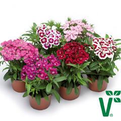 Hvozdík vousatý 'Diabunda Mix' - Dianthus barbatus 'Diabunda Mix'