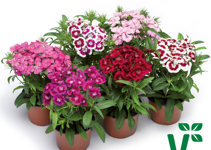 Hvozdík vousatý 'Diabunda Mix' - Dianthus barbatus 'Diabunda Mix'