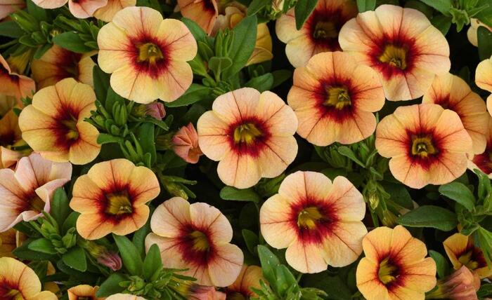 Minipetúnie, Million Bells 'Eyeconic Compact Sunset' - Calibrachoa hybrida 'Eyeconic Compact Sunset'