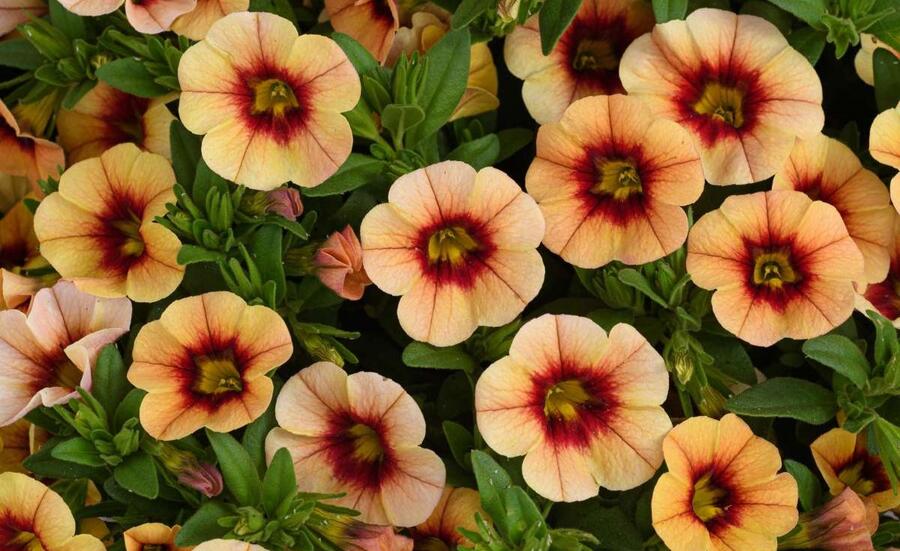 Minipetúnie, Million Bells 'Eyeconic Compact Sunset' - Calibrachoa hybrida 'Eyeconic Compact Sunset'