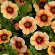 Minipetúnie, Million Bells 'Eyeconic Compact Sunset' - Calibrachoa hybrida 'Eyeconic Compact Sunset'