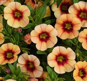 Minipetúnie, Million Bells 'Eyeconic Compact Sunset' - Calibrachoa hybrida 'Eyeconic Compact Sunset'