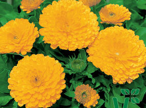 Měsíček lékařský 'Yellow with Black Eye' - Calendula officinalis 'Yellow with Black Eye'