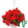 begónie hlíznatá Nonstop Joy Red - Begonia × tuberhybrida Nonstop Joy Red
