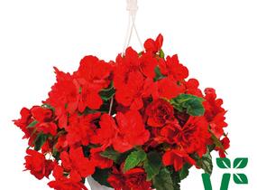 Begónie hlíznatá 'Nonstop Joy Red' - Begonia tuberhybrida 'Nonstop Joy Red'