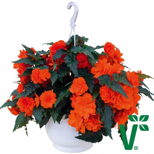 Begónie hlíznatá 'Nonstop Joy Orange' - Begonia tuberhybrida 'Nonstop Joy Orange'