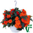 Begónie hlíznatá 'Nonstop Joy Orange' - Begonia tuberhybrida 'Nonstop Joy Orange'