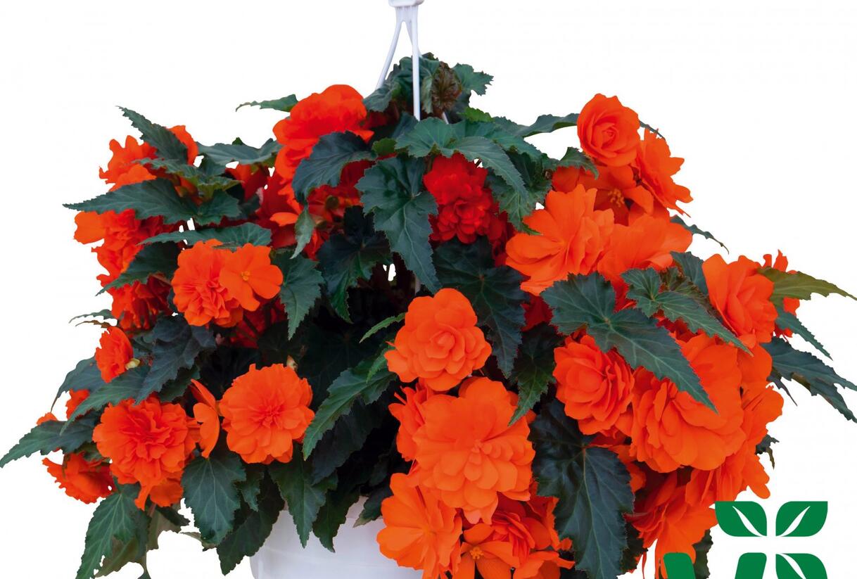Begónie hlíznatá 'Nonstop Joy Orange' - Begonia tuberhybrida 'Nonstop Joy Orange'
