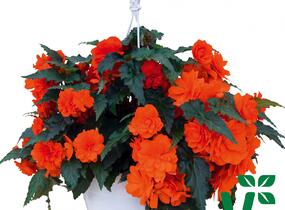 Begónie hlíznatá 'Nonstop Joy Orange' - Begonia tuberhybrida 'Nonstop Joy Orange'