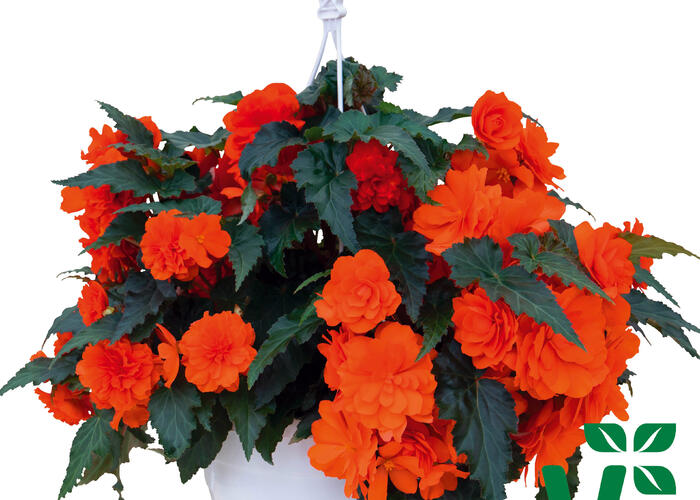 Begónie hlíznatá 'Nonstop Joy Orange' - Begonia tuberhybrida 'Nonstop Joy Orange'