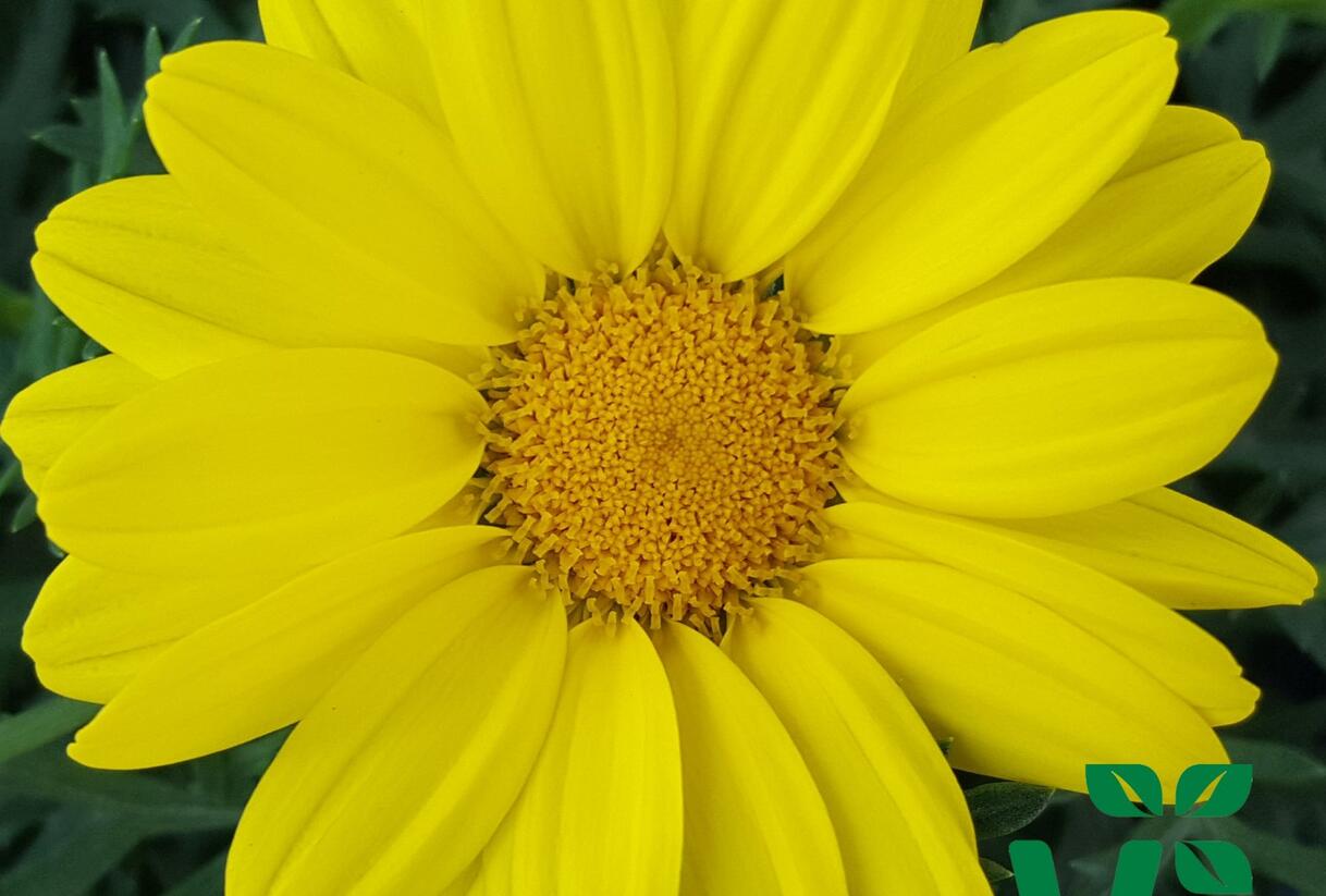 Kopretina pařížská 'Aramis Gold' - Argyranthemum frutescens 'Aramis Gold'