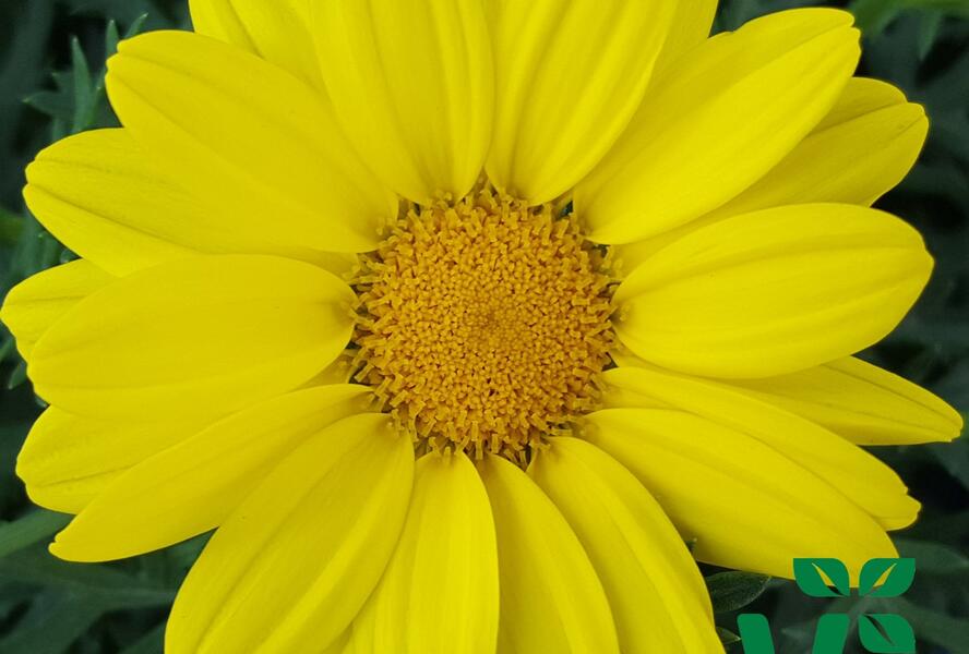 Kopretina pařížská 'Aramis Gold' - Argyranthemum frutescens 'Aramis Gold'