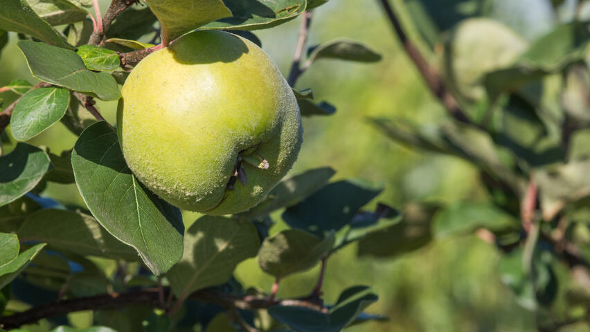 Kdouloň obecná 'Leskovač' - Cydonia oblonga 'Leskovač'