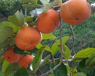 Tomel (kaki) samosprašný 'Sayo'