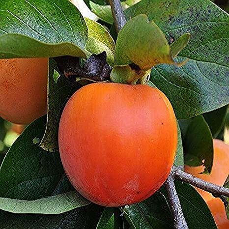 Tomel (kaki) samosprašný 'Geneva Red' - Diospyros 'Geneva Red'