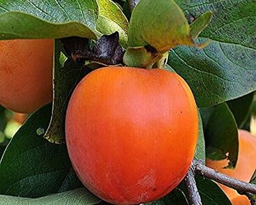 Tomel (kaki) samosprašný 'Geneva Red'
