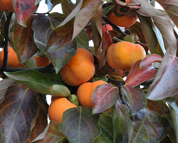 Tomel (kaki) samosprašný 'Nikita'