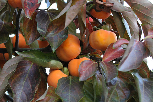 Tomel (kaki) samosprašný 'Nikita' - Diospyros 'Nikita'