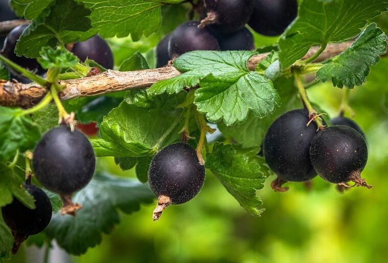 Angrešt černý 'Něguš' - Grossularia uva-crispa 'Něguš'