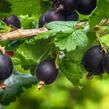 Angrešt černý 'Něguš' - Grossularia uva-crispa 'Něguš'