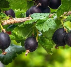 Angrešt černý 'Něguš' - Grossularia uva-crispa 'Něguš'