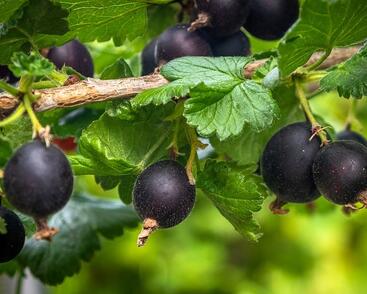 Angrešt černý 'Něguš'