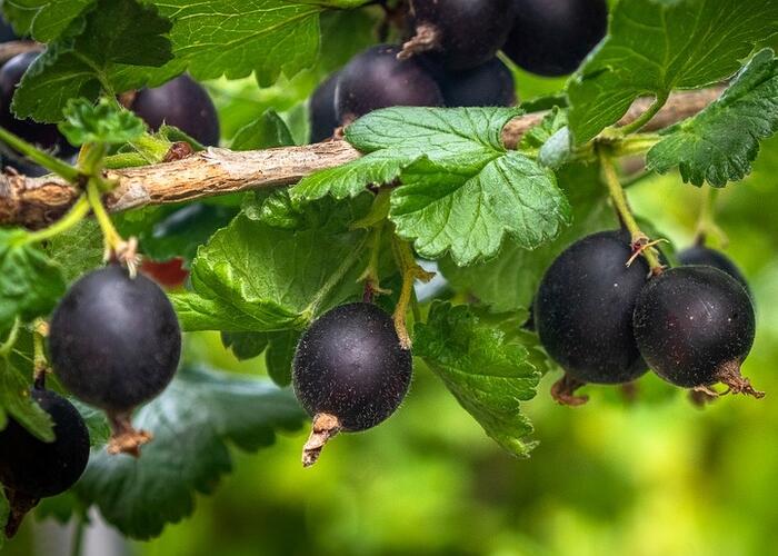 Angrešt černý 'Něguš' - Grossularia uva crispa 'Něguš'