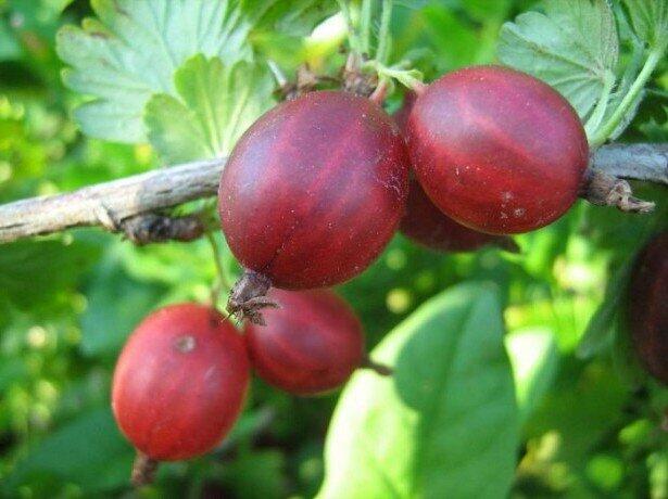 Angrešt červený 'Kameniar' - Grossularia uva-crispa 'Kameniar'