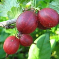 Angrešt červený 'Kameniar' - Grossularia uva-crispa 'Kameniar'