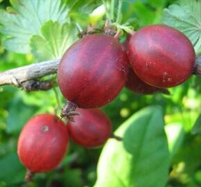 Angrešt červený 'Kameniar' - Grossularia uva crispa 'Kameniar'