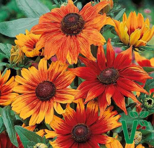 Třapatka srstnatá 'Autumn Colours' - Rudbeckia hirta 'Autumn Colours'