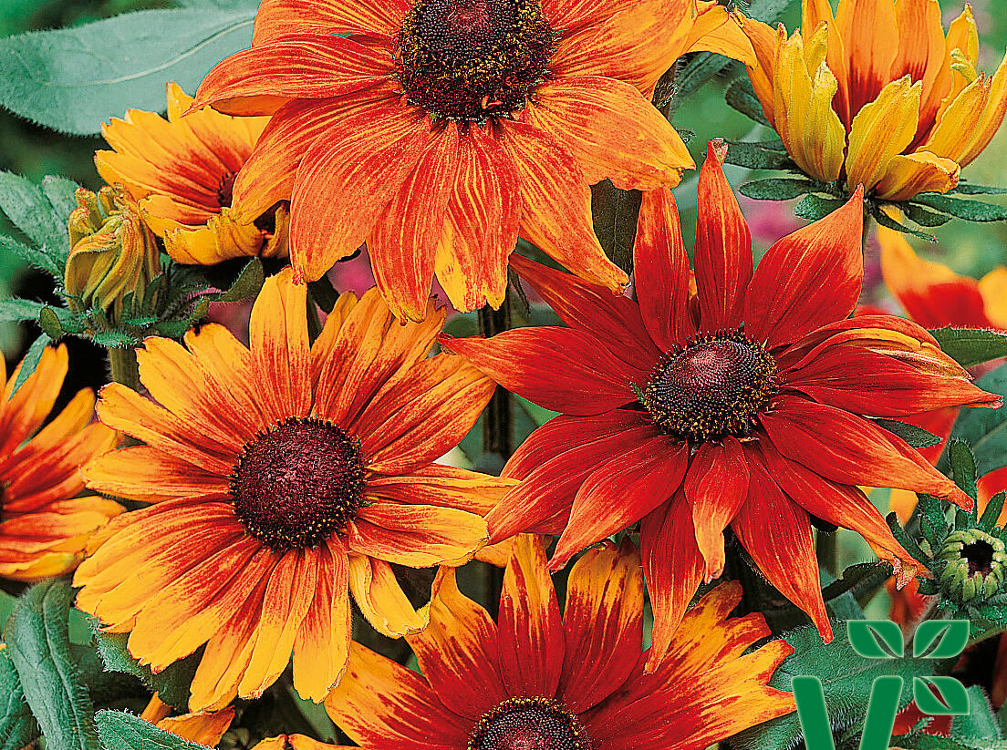 Třapatka srstnatá 'Autumn Colours' - Rudbeckia hirta 'Autumn Colours'